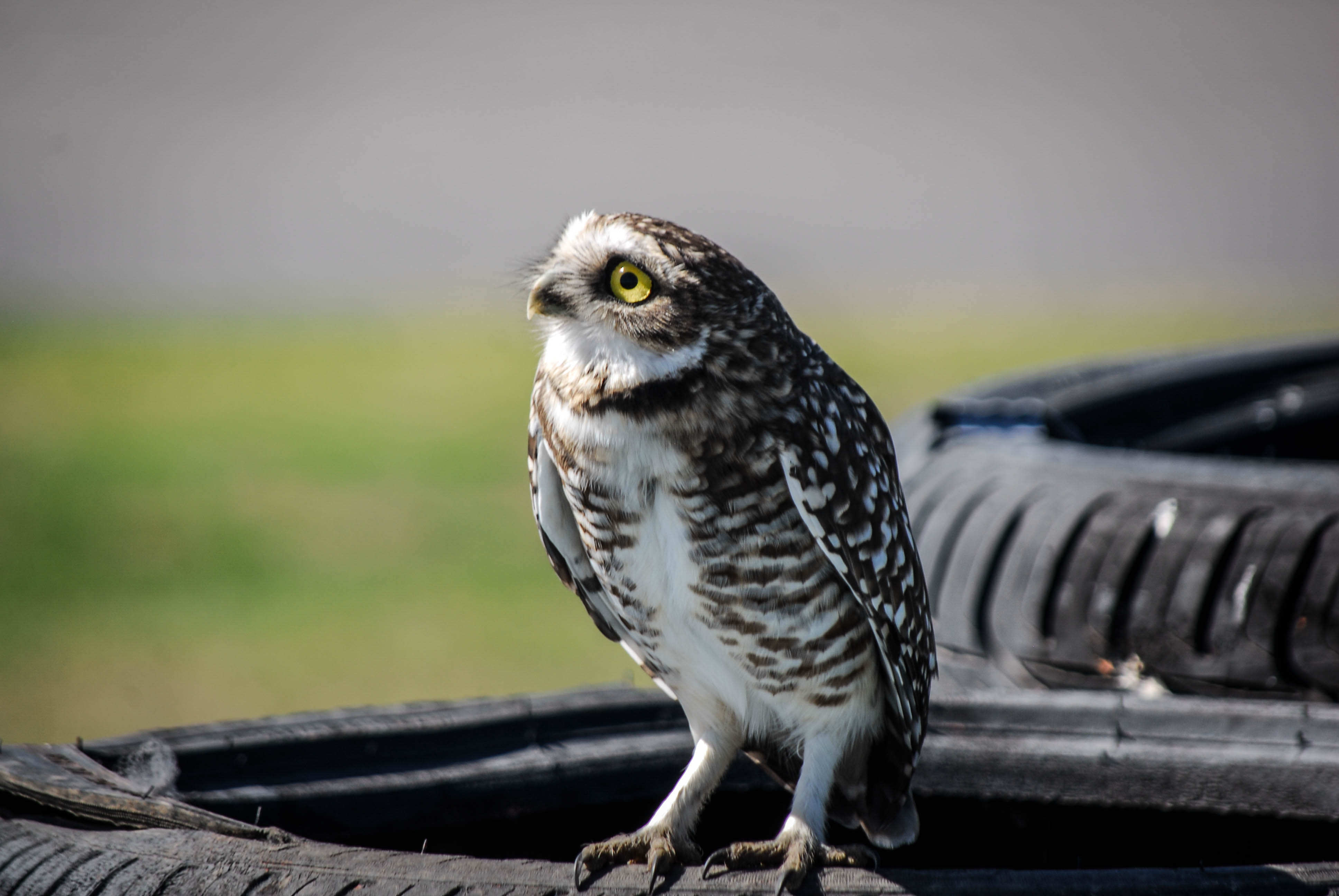Las mejores fotos del comienzo del sábado en Buenos Aires: _DSC2782.jpg