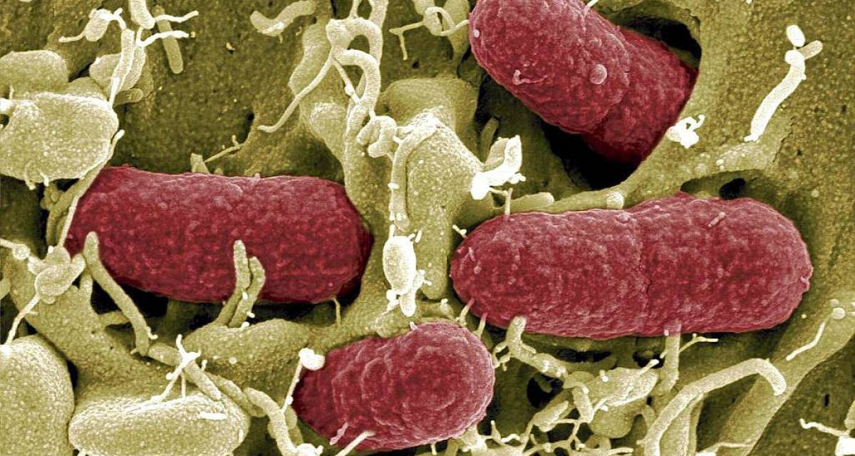 La batalla contra las superbacterias: la amenaza silenciosa que preocupa a la medicina mundial