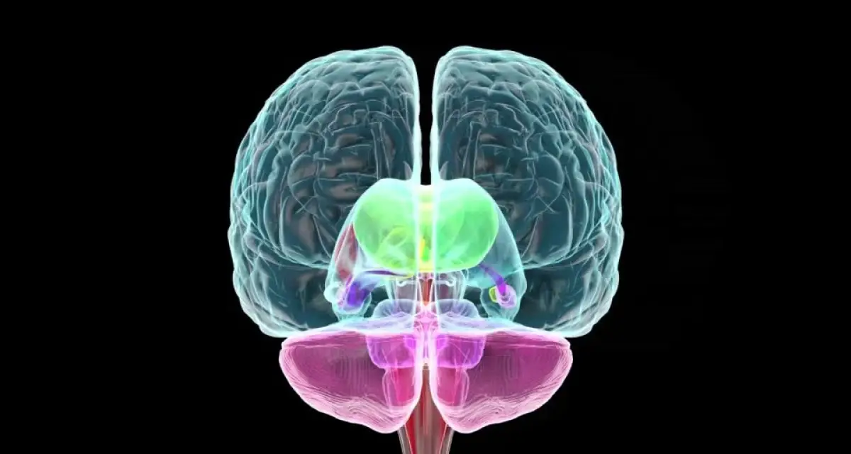 Salud y bienestar: por qué tu "segundo cerebro" define tu estado de ánimo