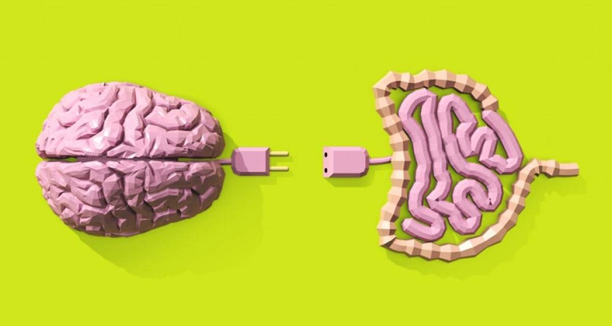Salud y bienestar: el segundo cerebro: cómo las bacterias del intestino gobiernan la ansiedad y la depresión