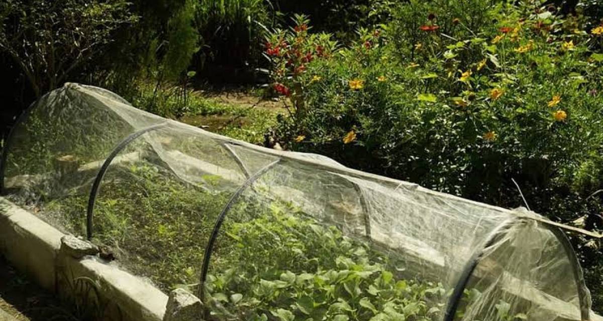 Salud y bienestar: el escudo natural de la huerta local para combatir el invierno