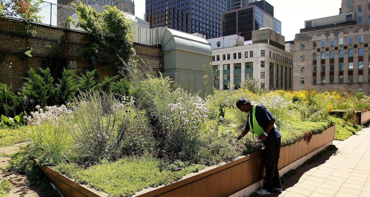 Los techos verdes que empiezan a cambiar el paisaje urbano argentino