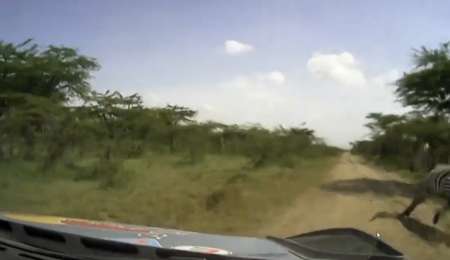 Sorprendente: Loeb, esquivando animales en Kenia