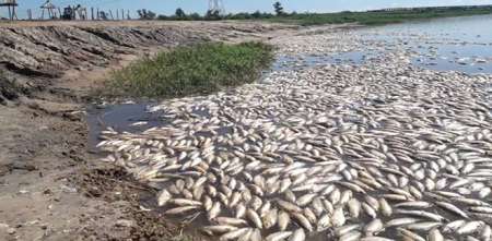 Video: a causa de la sequía, aparecieron muertos miles de peces en una costa de Santa Fe