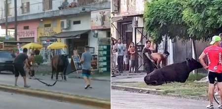 Horror: vecinos de Quilmes saquean camiones con ganado y faenan vacas en la calle