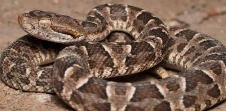 Encontraron una serpiente pitón de dos metros en una casa de La Plata