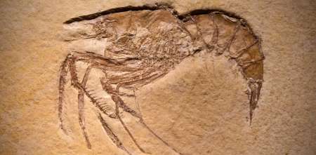 La peleoproteómica: las proteínas que reescriben la historia de la vida