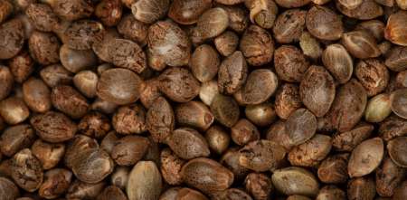 Semillas del futuro: edición genética, regulación y el debate por INTA