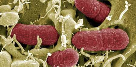 La batalla contra las superbacterias: la amenaza silenciosa que preocupa a la medicina mundial