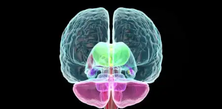 Salud y bienestar: por qué tu "segundo cerebro" define tu estado de ánimo