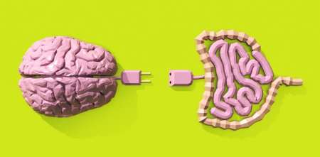 Salud y bienestar: el segundo cerebro: cómo las bacterias del intestino gobiernan la ansiedad y la depresión