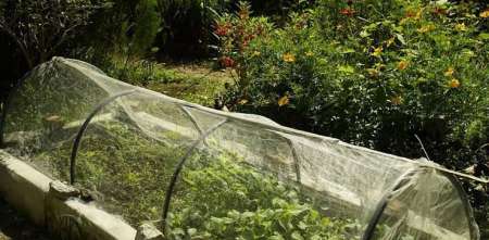 Salud y bienestar: el escudo natural de la huerta local para combatir el invierno