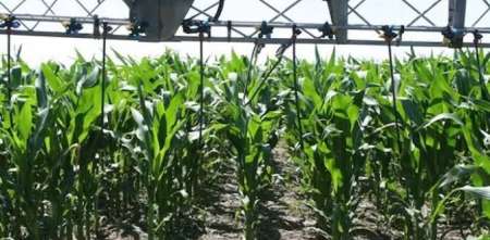 El futuro de los fertilizantes biológicos en el campo argentino: cómo la ciencia busca cambiar la forma de nutrir los cultivos
