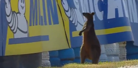 Insólito en Australia: un canguro apareció en la pista y provocó una bandera roja en la práctica de MotoGP