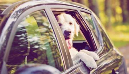 Video: también hay que darle paso a las mascotas