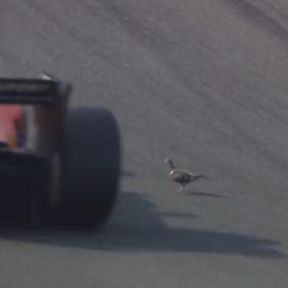 VIDEO: la paloma corajuda que cruzó la pista en Zandvoort durante la F2