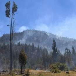 Chubut: se incendió un parque nacional y no descartan que haya sido intencional