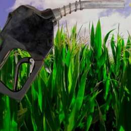 Récord histórico: la producción de bioetanol de maíz creció un 32%