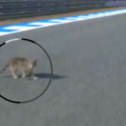 ¡Insólito! Aleix Espargaró casi pisa un gato en MotoGP