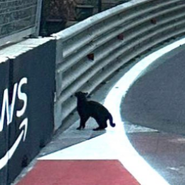 Charles Leclerc también tuvo que esquivar un gato en la F1