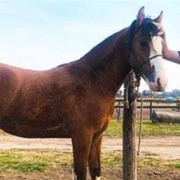 Guillermo Ortelli gana hasta en La Rural