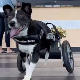 Un perro recibió una silla de ruedas personalizada por Mercedes