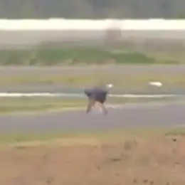 Insólito: desnudo invadió la pista y la carrera se neutralizó