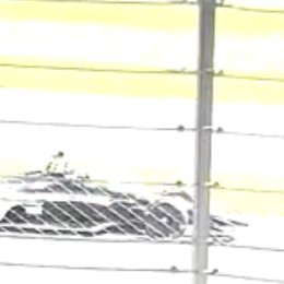 IndyCar: ¡Desde la tribuna! Así se vivió el segundo intentó de clasificación para Canapino en Indianápolis