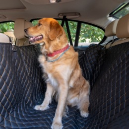 Viajar con tu mascota en auto: consejos para unas vacaciones seguras