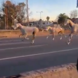 ¡Video insólito! Caballos escaparon de Campo de Mayo y galoparon por Panamericana