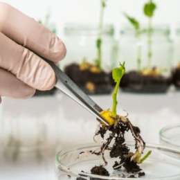 Biotecnología agrícola: cultivos diseñados para resistir el cambio climático