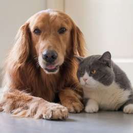 Vacaciones 2026: cuánto cuesta dejar a tu perro o gato en una guardería