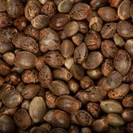 Semillas del futuro: edición genética, regulación y el debate por INTA