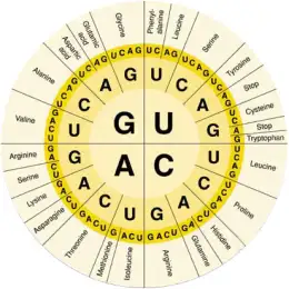 Salud y bienestar: el código genético como hoja de ruta para la salud del futuro