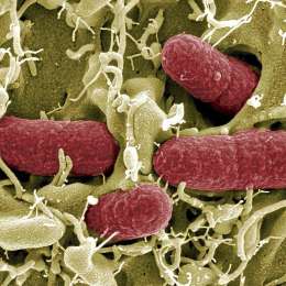 La batalla contra las superbacterias: la amenaza silenciosa que preocupa a la medicina mundial