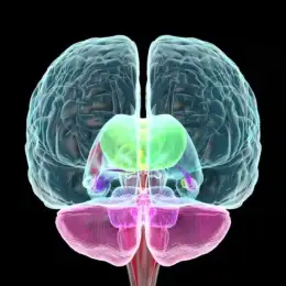 Salud y bienestar: por qué tu "segundo cerebro" define tu estado de ánimo