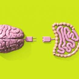 Salud y bienestar: el segundo cerebro: cómo las bacterias del intestino gobiernan la ansiedad y la depresión
