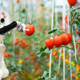 Robots colaborativos: los casos reales de automatización que están transformando la industria argentina