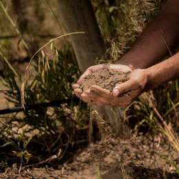 Agricultura regenerativa: por qué cada vez más productores cambian sus prácticas