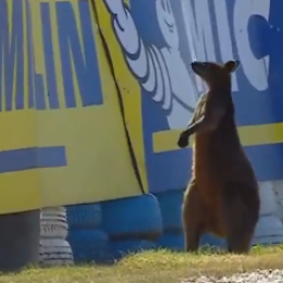 Insólito en Australia: un canguro apareció en la pista y provocó una bandera roja en la práctica de MotoGP