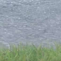 La lluvia no para: Bandera roja en Daytona