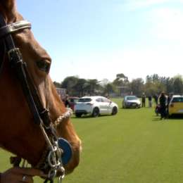 POLO Y DS 4 CROSSBACK