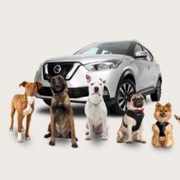 Ocho consejos para viajar con mascotas en el auto