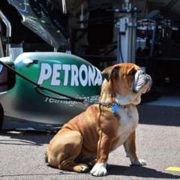 El perro de Hamilton "cobra" más que un piloto de Fórmula 1