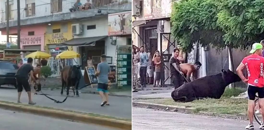 Horror: vecinos de Quilmes saquean camiones con ganado y faenan vacas en la calle