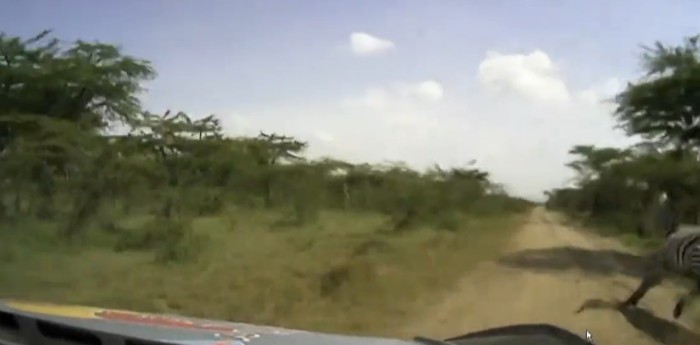 Sorprendente: Loeb, esquivando animales en Kenia