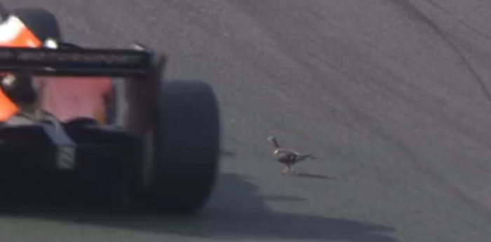 VIDEO: la paloma corajuda que cruzó la pista en Zandvoort durante la F2