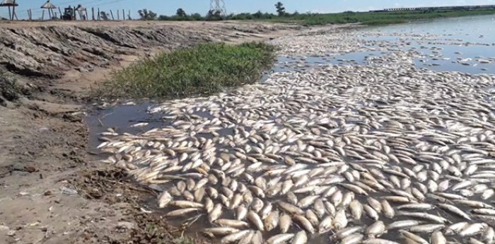 Video: a causa de la sequía, aparecieron muertos miles de peces en una costa de Santa Fe