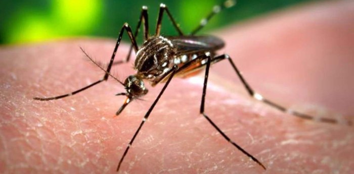 Dengue en AMBA: ¿Cómo prevenirlo?