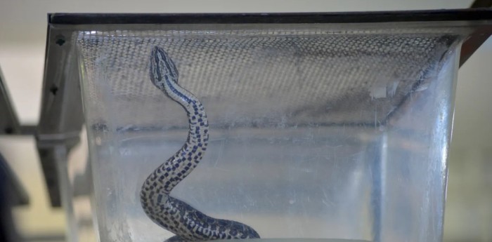 VIDEO: Una serpiente ‘yarará’ apareció en Ciudad Universitaria
